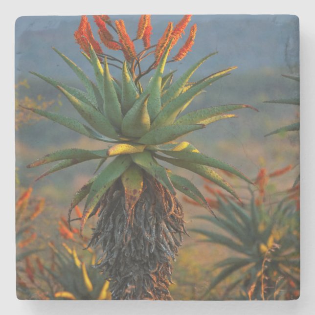 Bergaloe (Aloe Marlothii Berger) 2 Underlägg Sten (Framsidan)