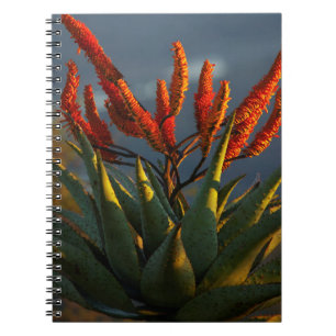 Bergaloe (Aloe Marlothii Berger) Anteckningsbok