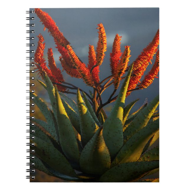 Bergaloe (Aloe Marlothii Berger) Anteckningsbok (Framsidan)