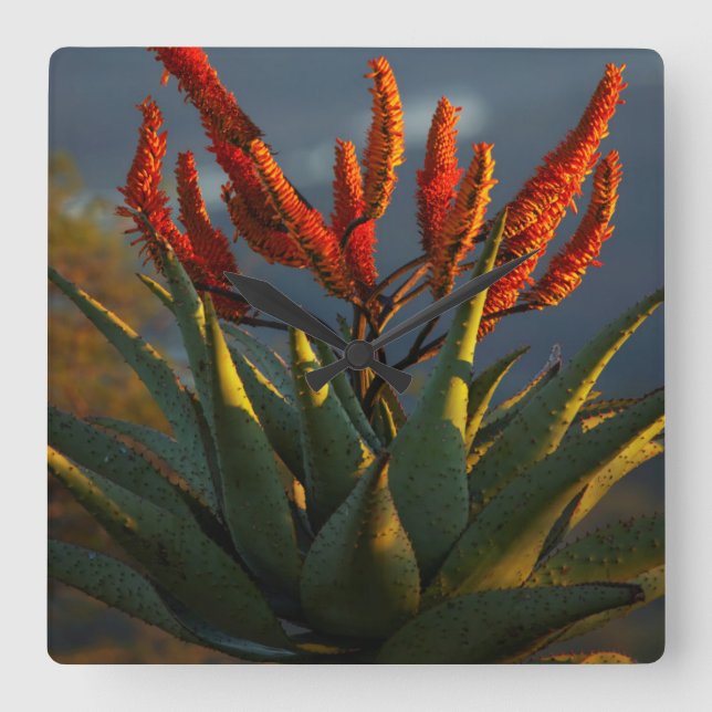Bergaloe (Aloe Marlothii Berger) Fyrkantig Klocka (Framsida)