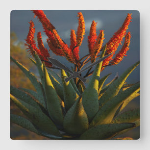 Bergaloe (Aloe Marlothii Berger) Fyrkantig Klocka