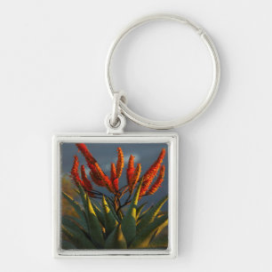 Bergaloe (Aloe Marlothii Berger) Fyrkantig Silverfärgad Nyckelring