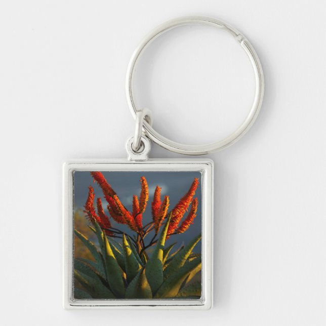 Bergaloe (Aloe Marlothii Berger) Fyrkantig Silverfärgad Nyckelring (Framsidan)