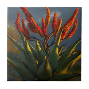 Bergaloe (Aloe Marlothii Berger) Kakelplatta