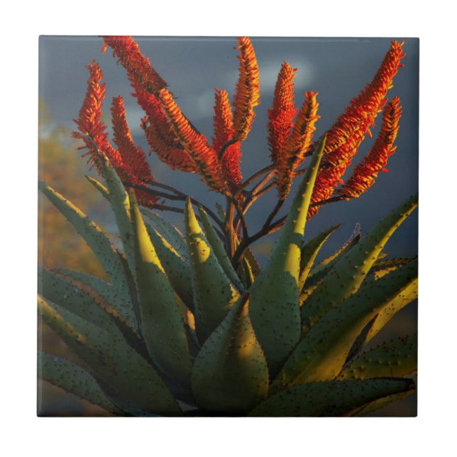 Bergaloe (Aloe Marlothii Berger) Kakelplatta (Framsidan)