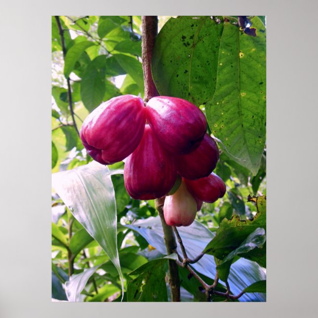 Bergäpplen Poster (Framsidan)