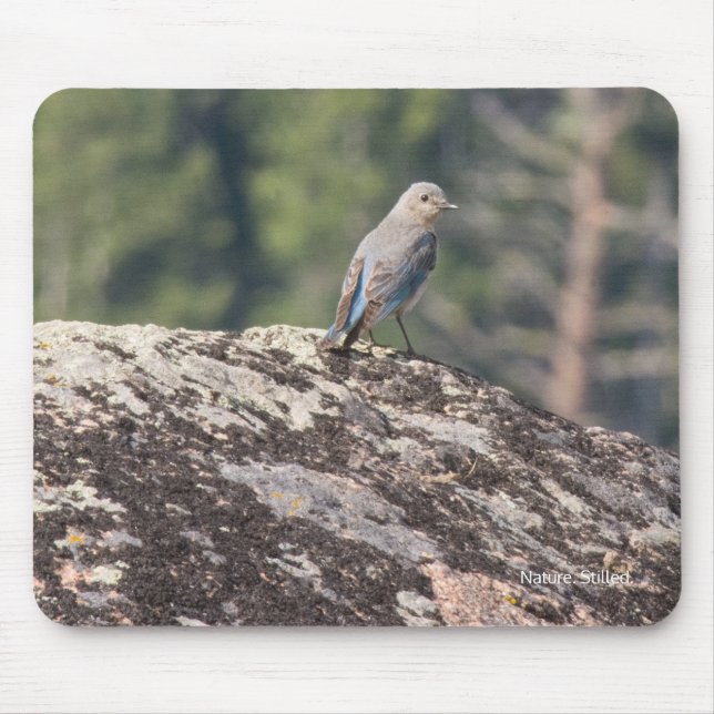 Bergblåsångare på granit musmatta (Framsidan)