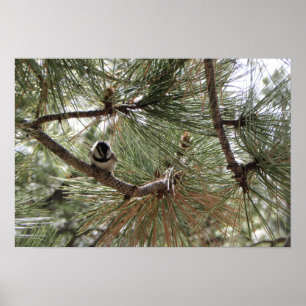 BergChickadee i grästräd Poster