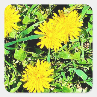 Bergd dandelion Pic från Vår Ottawa Kanada Fyrkantigt Klistermärke