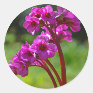 Bergenia Flower Stickers Runt Klistermärke