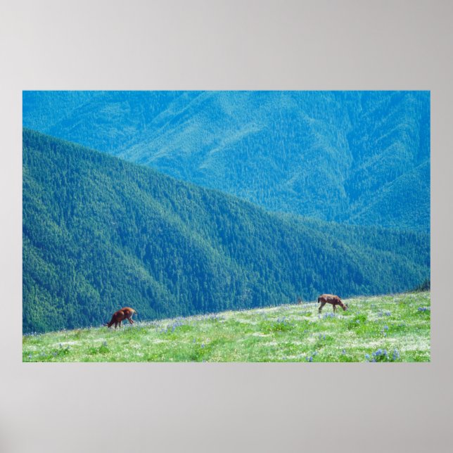 Bergens buckar poster (Framsidan)