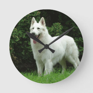 Berger Blanc Suisse hund Rund Klocka