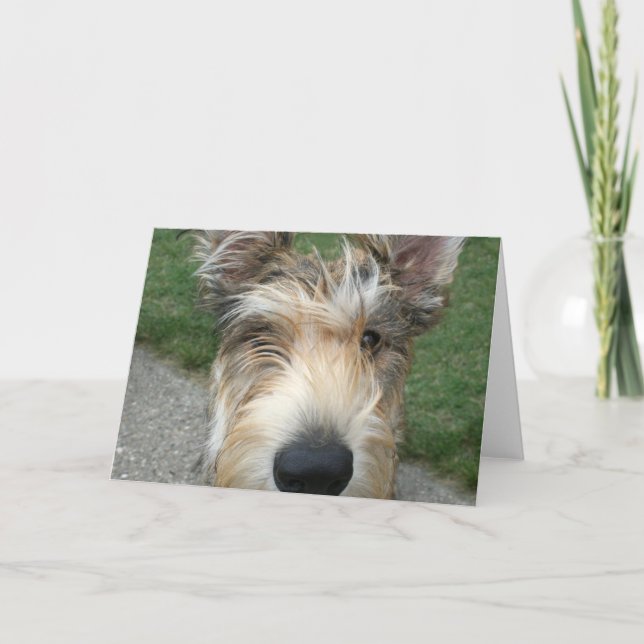 Berger de Picard Kort (Framsida)