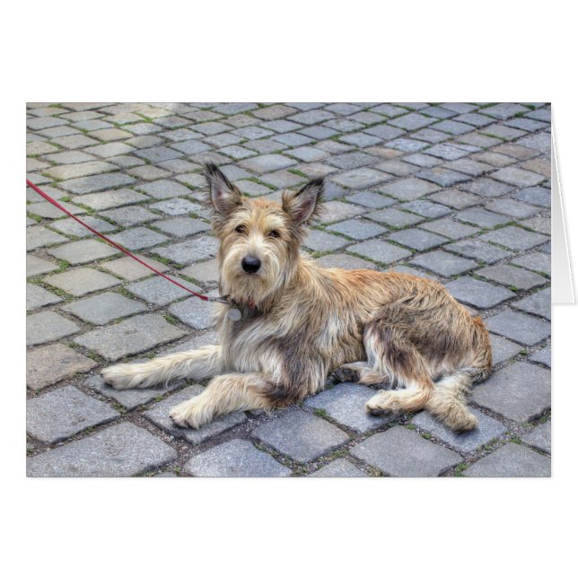 Berger de Picardie OBS Kort (Framsidan Horizontal)