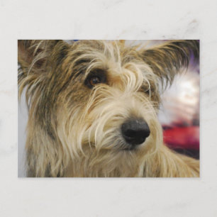 Berger Picard Hund vykort