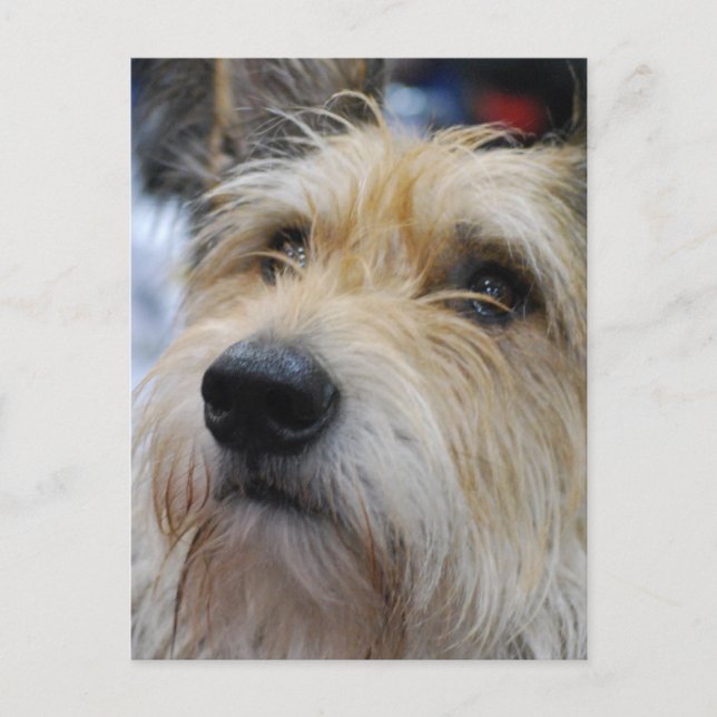 Berger Picard Postcard Vykort (Framsida)