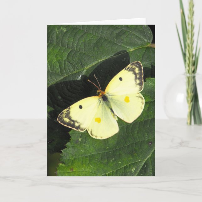 Bergers fördunklade gula fjäril kort (Framsida)