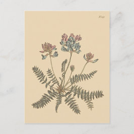 Berget Milkvetch Botanical Illustration Vykort