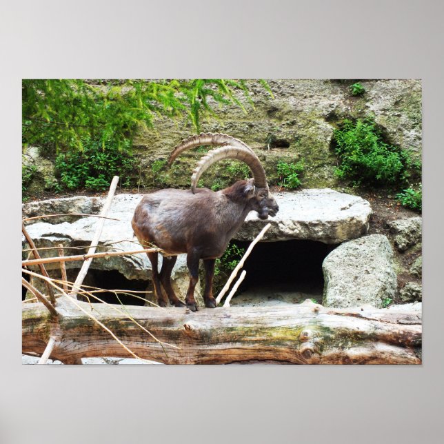 Bergget Poster (Framsidan)