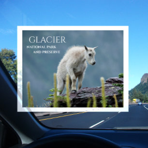 Bergget unge på klippa, Glacier National Park Vykort