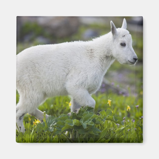 Bergget unge vid Logan Pass i Glacier Magnet (Framsidan)