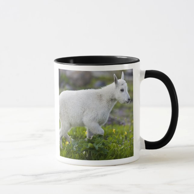 Bergget unge vid Logan Pass i Glacier Mugg (Höger)