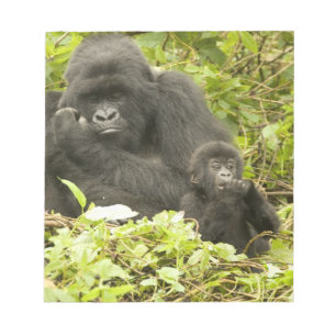 Berggorilla, Gorilla beringei (tidigare G. Anteckningsblock