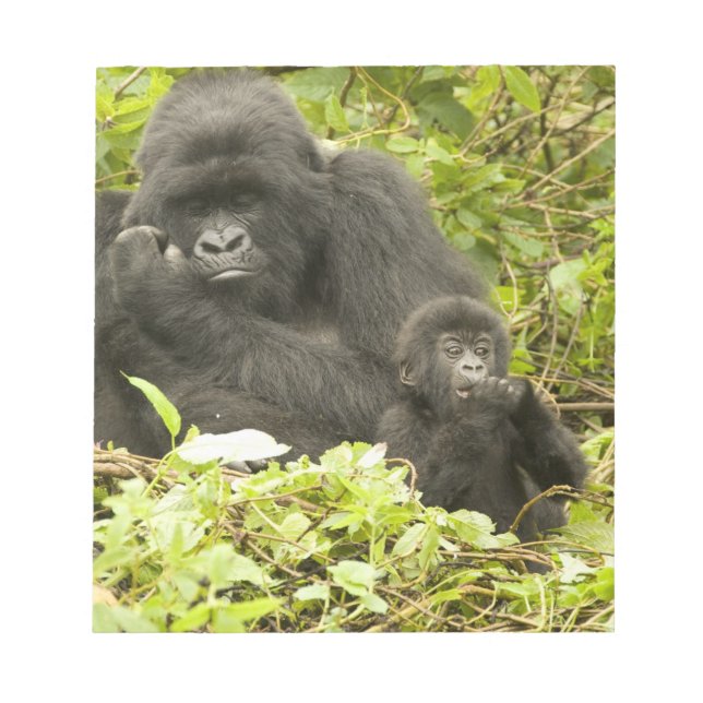 Berggorilla, Gorilla beringei (tidigare G. Anteckningsblock (Framsida)