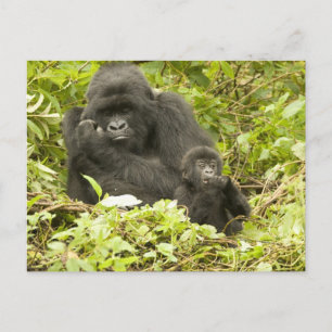 Berggorilla, Gorilla beringei (tidigare G. Vykort