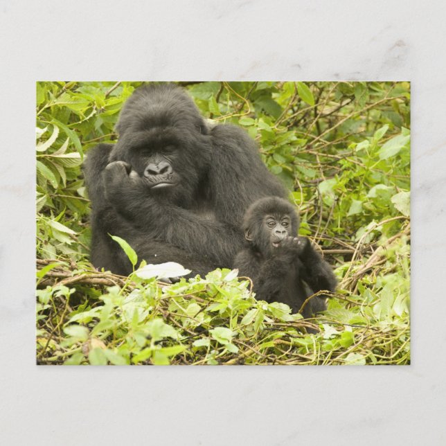 Berggorilla, Gorilla beringei (tidigare G. Vykort (Framsida)