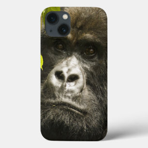 Berggorilla, gorillaberingeiberingei,