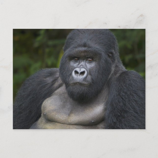 Berggorilla och Silverback 4 Vykort (Framsida)