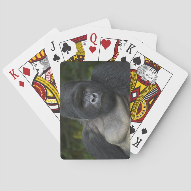Berggorilla och Silverback 5 Spel Kort (Baksidan)
