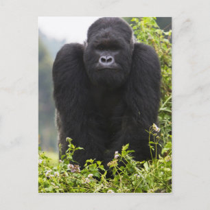 Berggorilla och Silverback Vykort