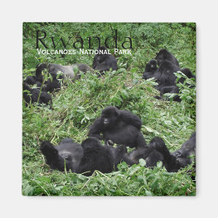 Berggorillagrupp i Rwanda textmagnet Magnet