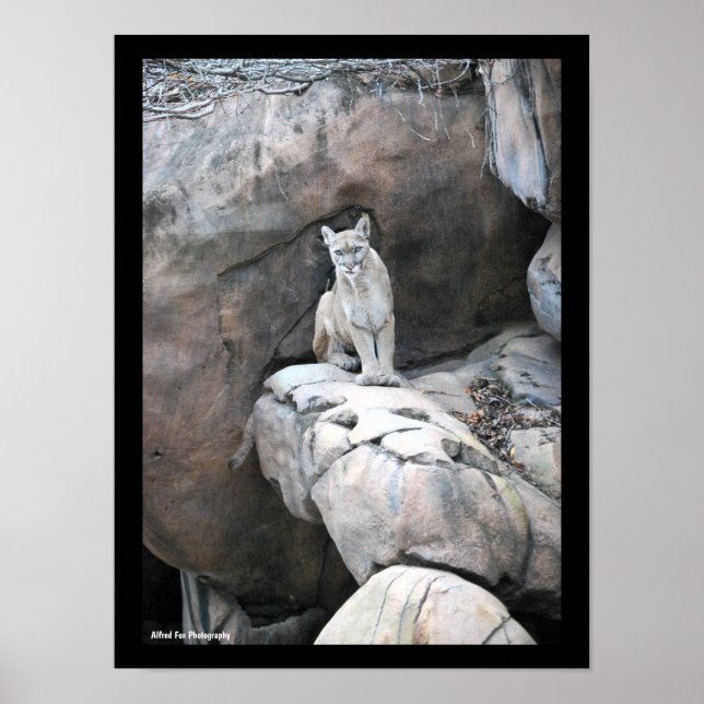 Bergkungens Utsikt Poster (Framsidan)
