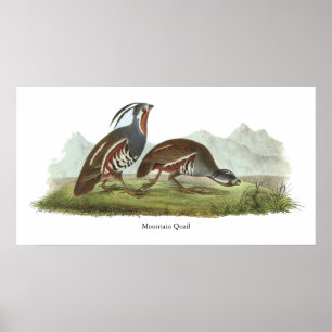 BergQuail, John Audubon Poster