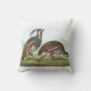 BergQuail vid Audubon Kudde