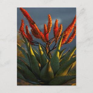 Bergsberget Aloe (Aloe Marlothii Berger) Vykort
