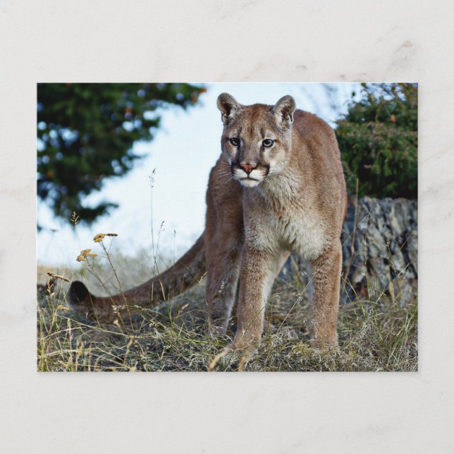 Bergsberget Lejont på berget Vykort (Framsida)