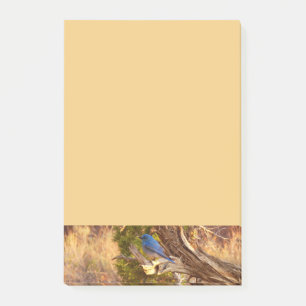 Bergsblåfågel i Arches nationalpark Post-it Block