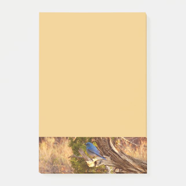 Bergsblåfågel i Arches nationalpark Post-it Block (Framsida)