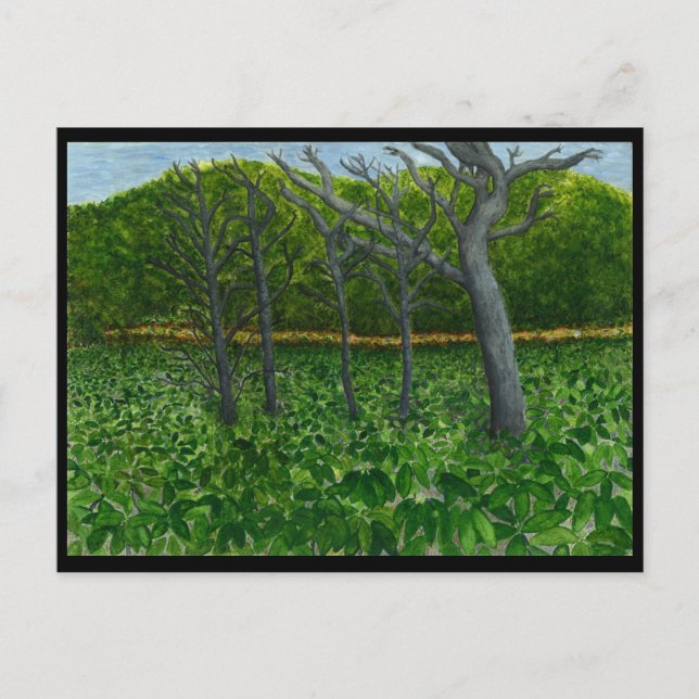 BergSerenityvykort Vykort (Framsida)