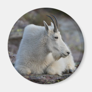 bergsfår magnet