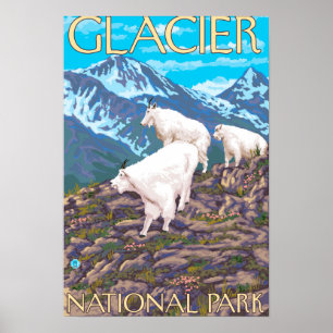 Bergsfårplats - glaciärnationalpark, poster