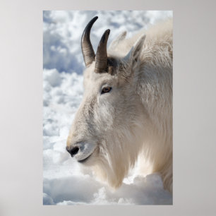 Bergsgetar i Snö Poster