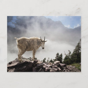 Bergsgeten i Glacier nationalpark Vykort