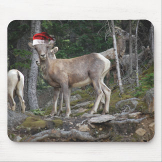 Bergsgetter som bär Santa Claus-mössor för XMAS Musmatta