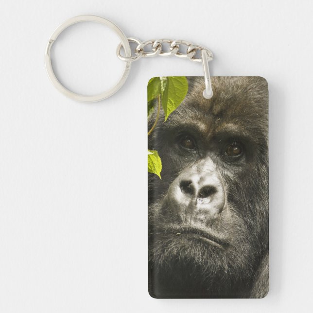 Bergsgorilla, Gorilla beringei beringei, (Framsidan)