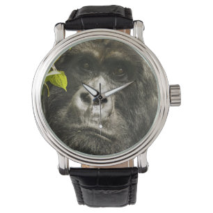 Bergsgorilla, Gorilla beringei beringei, Armbandsur